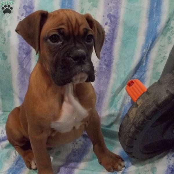 Ben, Boxer Puppy
